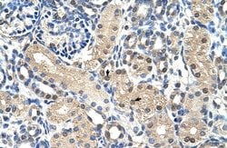 Invitrogen GPR161 Polyclonal Antibody 100 &mu;L; Unconjugated:Antibodies,