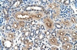 Invitrogen CD299 (DC-SIGN/L) Polyclonal Antibody 100 &mu;L; Unconjugated:Antibodies,