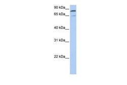 Invitrogen MFN2 Polyclonal Antibody 100 &mu;L | Buy Online | Invitrogen&trade; | Fisher Scientific