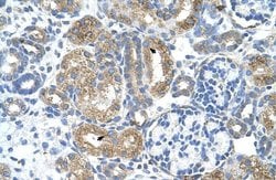 Invitrogen COBLL1 Polyclonal Antibody 100 &mu;L; Unconjugated:Antibodies,