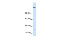 Invitrogen COBLL1 Polyclonal Antibody 100 &mu;L; Unconjugated:Antibodies,