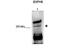 Invitrogen EXPH5 Polyclonal Antibody 100 &mu;L; Unconjugated:Antibodies,