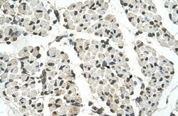 Invitrogen PSD3 Polyclonal Antibody 100 &mu;L; Unconjugated:Antibodies,