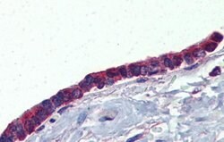Invitrogen PLUNC Polyclonal Antibody 100 &mu;L; Unconjugated:Antibodies,