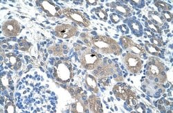 Invitrogen Viperin Polyclonal Antibody 100 &mu;L | Buy Online | Invitrogen&trade; | Fisher Scientific