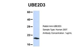 Invitrogen UBE2D3 Polyclonal Antibody 100 &mu;L; Unconjugated:Antibodies,