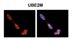 Invitrogen UBE2M Polyclonal Antibody 100 &mu;L; Unconjugated:Antibodies,