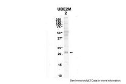 Invitrogen UBE2M Polyclonal Antibody 100 &mu;L; Unconjugated:Antibodies,