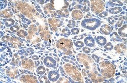 Invitrogen AIP2 Polyclonal Antibody 100 &mu;L; Unconjugated:Antibodies,
