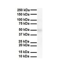 Invitrogen AIP2 Polyclonal Antibody 100 &mu;L; Unconjugated:Antibodies,