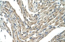 Invitrogen FBXL5 Polyclonal Antibody 100 &mu;L; Unconjugated:Antibodies,