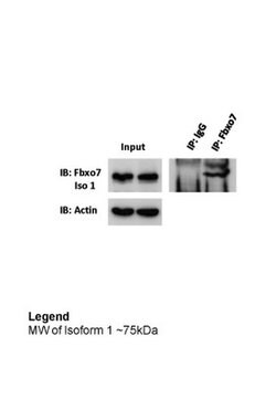 Invitrogen FBXO7 Polyclonal Antibody 100 &mu;L; Unconjugated:Antibodies,