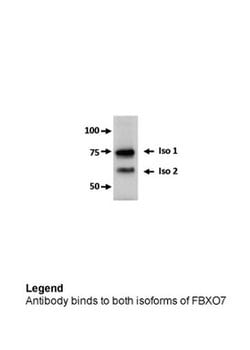 Invitrogen FBXO7 Polyclonal Antibody 100 &mu;L; Unconjugated:Antibodies,