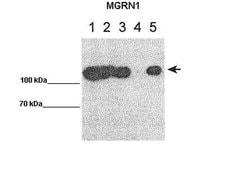 Invitrogen MGRN1 Polyclonal Antibody 100 &mu;L; Unconjugated:Antibodies,