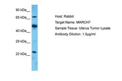 Invitrogen Axotrophin Polyclonal Antibody 100 &mu;L; Unconjugated:Antibodies,