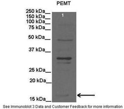 Invitrogen PEMT Polyclonal Antibody 100 &mu;L; Unconjugated:Antibodies,