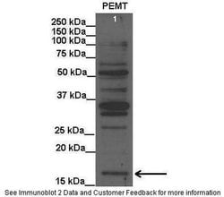 Invitrogen PEMT Polyclonal Antibody 100 &mu;L; Unconjugated:Antibodies,