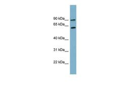 Invitrogen SLC3A1 Polyclonal Antibody 100 &mu;L; Unconjugated:Antibodies,