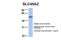 SLC45A2 Polyclonal Antibody, Invitrogen 100 &mu;L; Unconjugated:Antibodies,