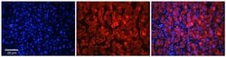 Invitrogen SLC37A4 Polyclonal Antibody 100 &mu;L; Unconjugated:Antibodies,