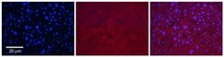 Invitrogen SLC37A4 Polyclonal Antibody 100 &mu;L; Unconjugated:Antibodies,