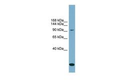 Invitrogen KCC1 Polyclonal Antibody 100 &mu;L; Unconjugated:Antibodies,