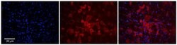 Invitrogen OATP1 Polyclonal Antibody 100 &mu;L; Unconjugated:Antibodies,
