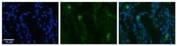 Invitrogen SLCO2B1 Polyclonal Antibody 100 &mu;L; Unconjugated:Antibodies,