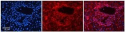 Invitrogen SLC26A1 Polyclonal Antibody 100 &mu;L; Unconjugated:Antibodies,