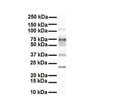 Invitrogen SLC27A3 Polyclonal Antibody 100 &mu;L; Unconjugated:Antibodies,