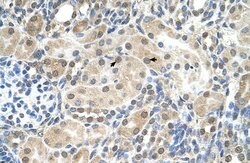 Invitrogen SLC9A9 Polyclonal Antibody 100 &mu;L; Unconjugated:Antibodies,