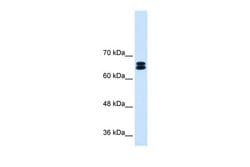 Invitrogen SLC9A9 Polyclonal Antibody 100 &mu;L; Unconjugated:Antibodies,