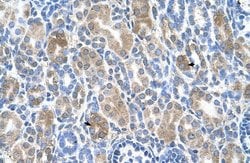 Invitrogen SLC36A3 Polyclonal Antibody 100 &mu;L; Unconjugated:Antibodies,