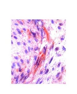 Invitrogen M-CSF Polyclonal Antibody 100 &mu;L; Unconjugated:Antibodies,