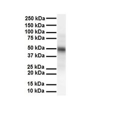 Invitrogen M-CSF Polyclonal Antibody 100 &mu;L; Unconjugated:Antibodies,
