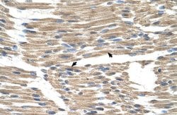 Invitrogen GPR177 Polyclonal Antibody 100 &mu;L; Unconjugated:Antibodies,