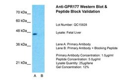 Invitrogen GPR177 Polyclonal Antibody 100 &mu;L; Unconjugated:Antibodies,