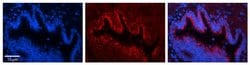 Invitrogen UCRC Polyclonal Antibody 100 &mu;L; Unconjugated:Antibodies,
