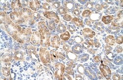Invitrogen ALG11 Polyclonal Antibody 100 &mu;L; Unconjugated:Antibodies,