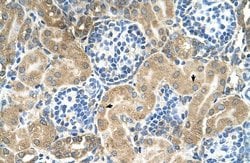 Invitrogen TM9SF1 Polyclonal Antibody 100 &mu;L; Unconjugated:Antibodies,