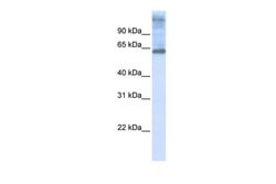 Invitrogen C3orf17 Polyclonal Antibody 100 &mu;L; Unconjugated:Antibodies,