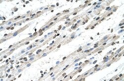 Invitrogen RCE1 Polyclonal Antibody 100 &mu;L; Unconjugated:Antibodies,