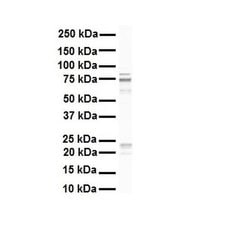 Invitrogen RHOT1 Polyclonal Antibody 100 &mu;L; Unconjugated:Antibodies,