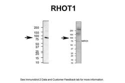 Invitrogen RHOT1 Polyclonal Antibody 100 &mu;L; Unconjugated:Antibodies,
