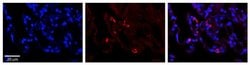 Invitrogen PARL Polyclonal Antibody 100 &mu;L; Unconjugated:Antibodies,