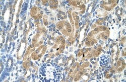 Invitrogen PARL Polyclonal Antibody 100 &mu;L; Unconjugated:Antibodies,