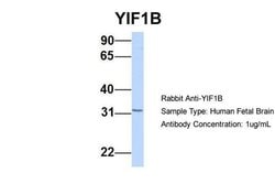 YIF1B Polyclonal Antibody:Antibodies, Polyclonal