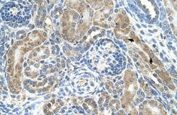 CRELD1 Polyclonal Antibody, Invitrogen 100 &mu;L; Unconjugated:Antibodies,