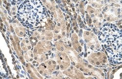 Invitrogen TMEM231 Polyclonal Antibody 100 &mu;L; Unconjugated:Antibodies,