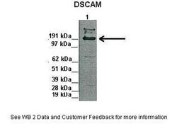 Invitrogen DSCAM Polyclonal Antibody 100 &mu;L; Unconjugated:Antibodies,